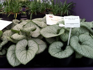 Brunnera Silver Heart